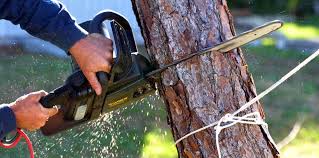 Best Tree Disease Treatment  in Garnet, CA